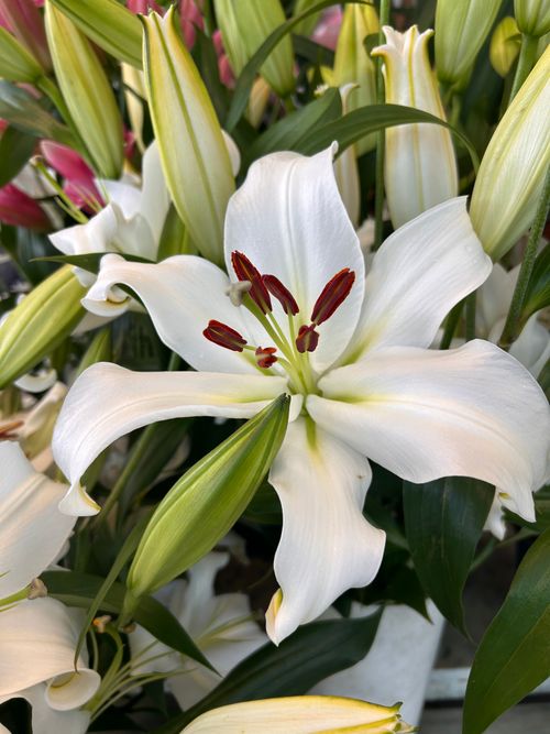 Free A detailed view of a beautiful white lily flower in full bloom, showcasing its delicate petals and vibrant stamen. Stock Photo