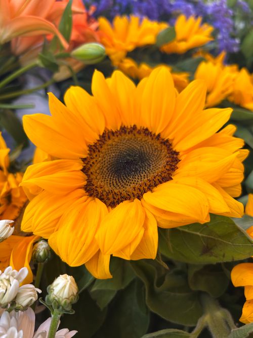 Free Bright sunflower surrounded by various colorful flowers in full bloom outdoors. Stock Photo