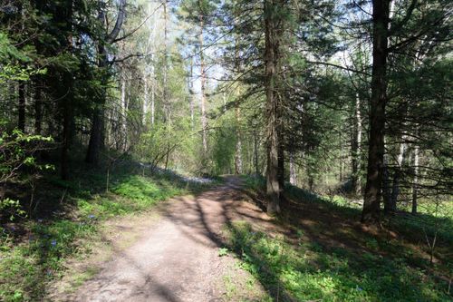 Free A tranquil forest path surrounded by lush greenery and sunlight filtering through the trees. Stock Photo