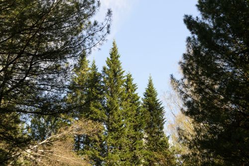 Free A peaceful view of tall evergreen trees under a bright blue sky in spring. Stock Photo
