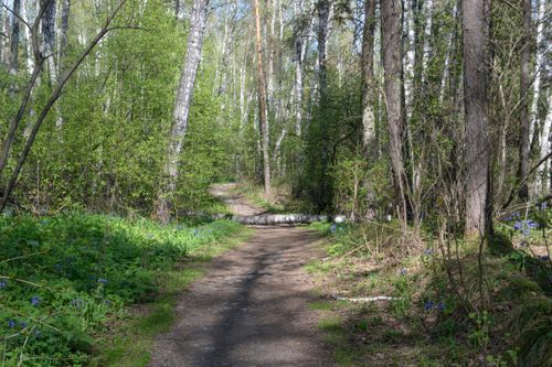 Free A peaceful forest path surrounded by lush greenery and tall trees during spring. Stock Photo