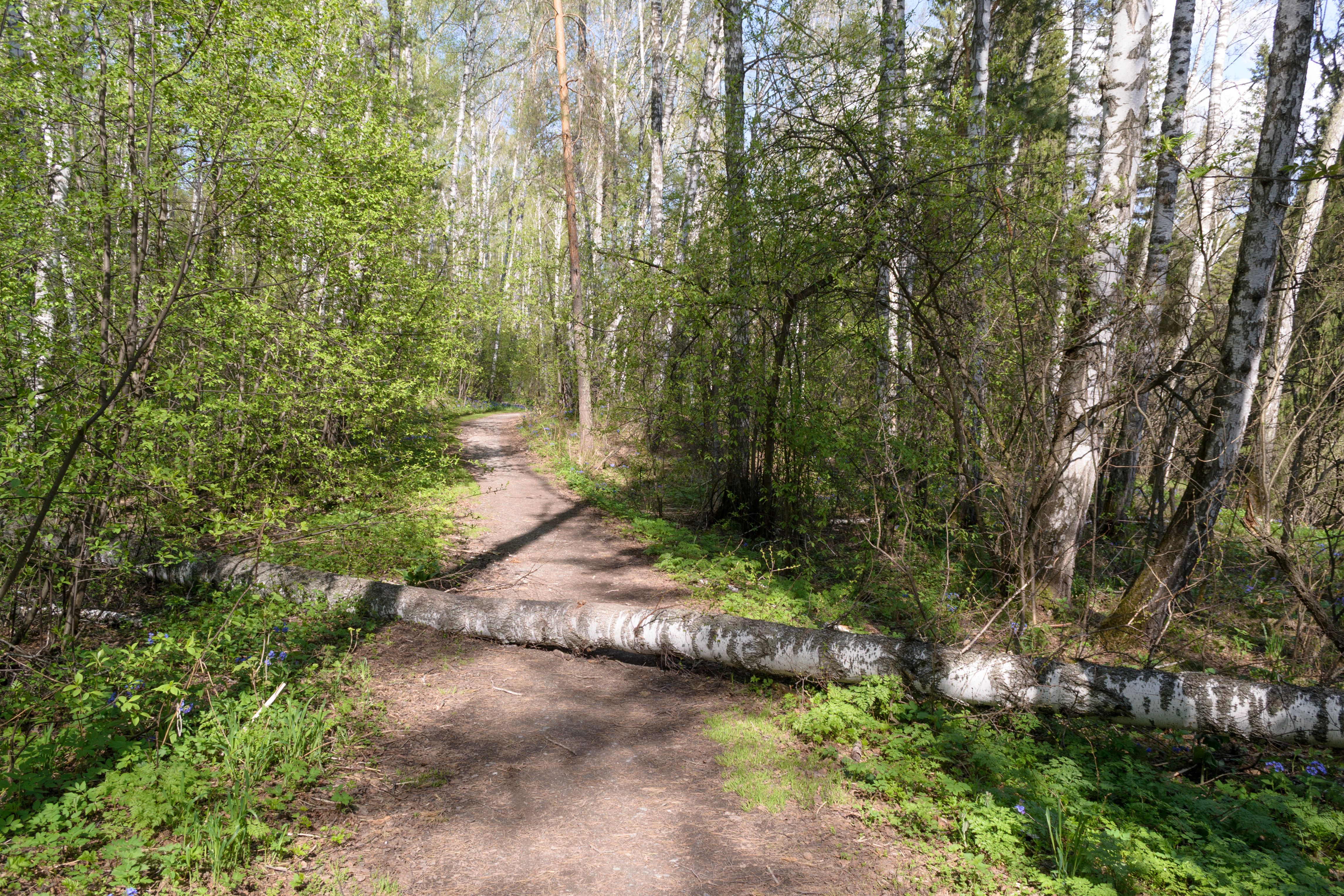 forest path fork choice