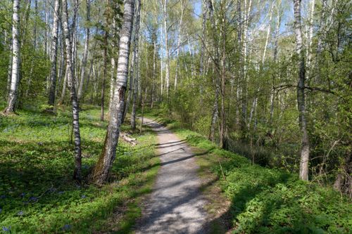 Free Tranquil forest path surrounded by lush greenery and birch trees on a sunny spring day. Stock Photo