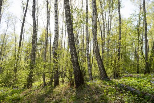 Free A tranquil birch forest scene in spring with sunlight filtering through lush green foliage. Stock Photo