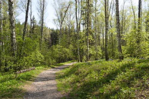 Free A peaceful forest path surrounded by lush greenery and towering trees, ideal for nature lovers seeking tranquility. Stock Photo
