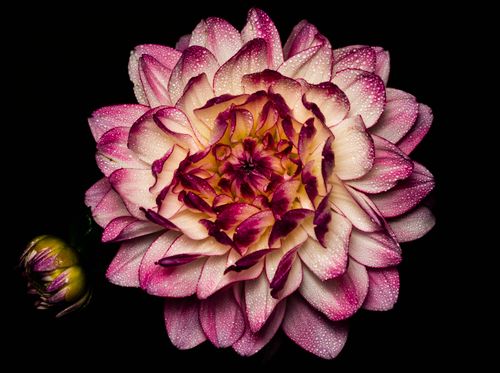 Free Close-up of a dahlia flower with dew drops on pink and white petals against a black background. Stock Photo