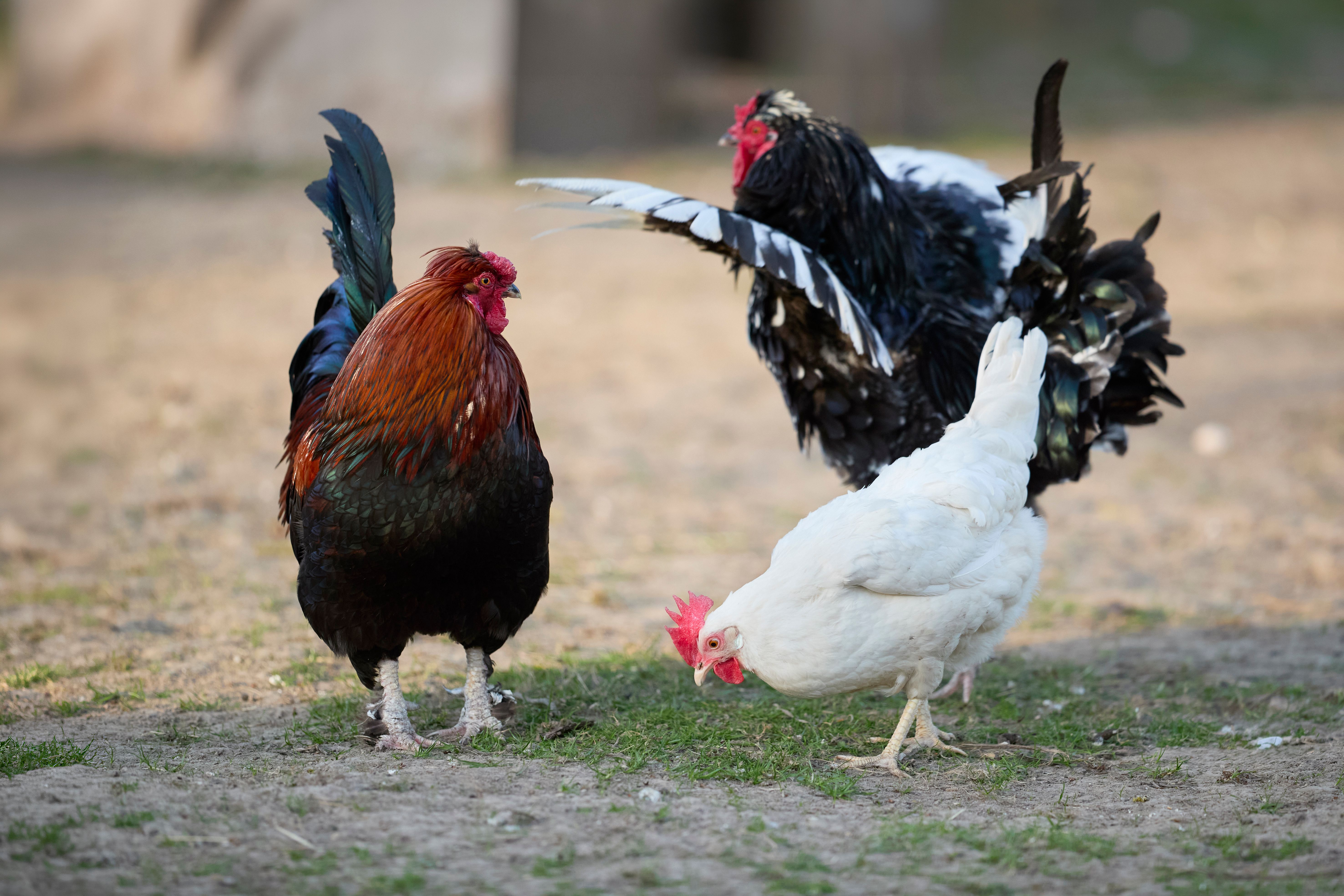 Three vibrant chickens foraging outdoors, showcasing rural farm life.