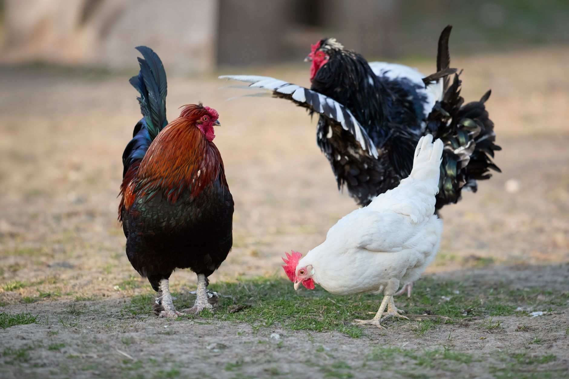 Three vibrant chickens foraging outdoors, showcasing rural farm life.