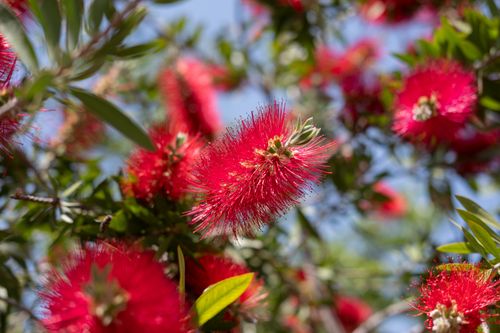 Free Detailed view of red bottlebrush flowers in İzmir, Türkiye capturing the essence of nature. Stock Photo