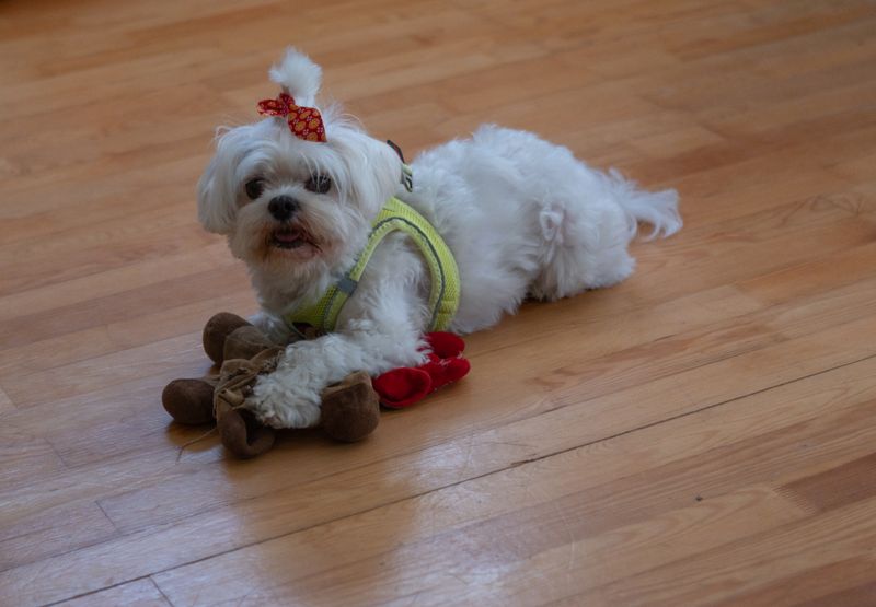Hazel - photo 1
