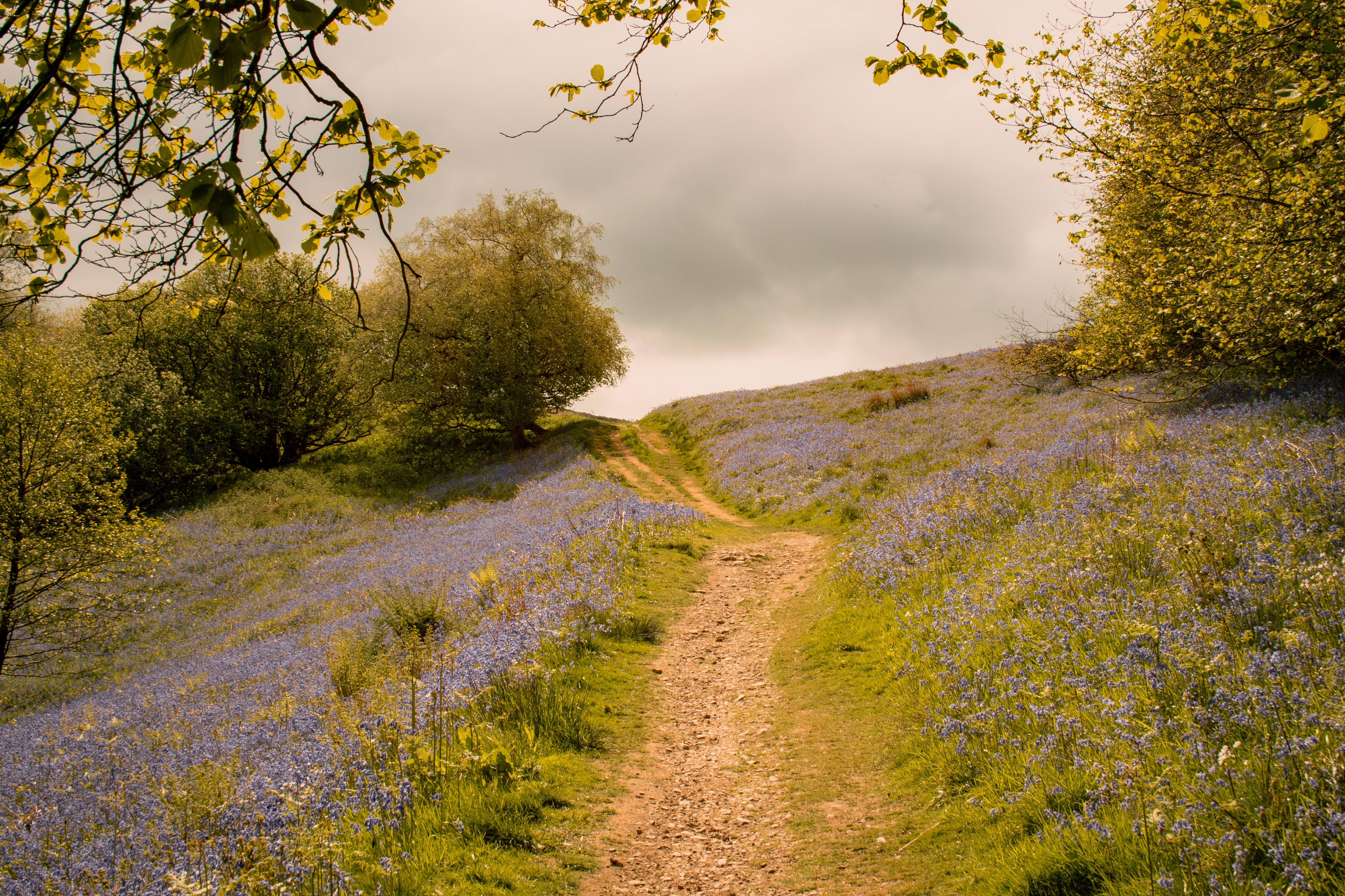 Scenic Spring Path Through English Countryside · Free Stock Photo