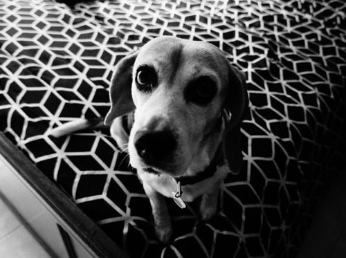 Free stock photo of animal, beagle, dog Stock Photo