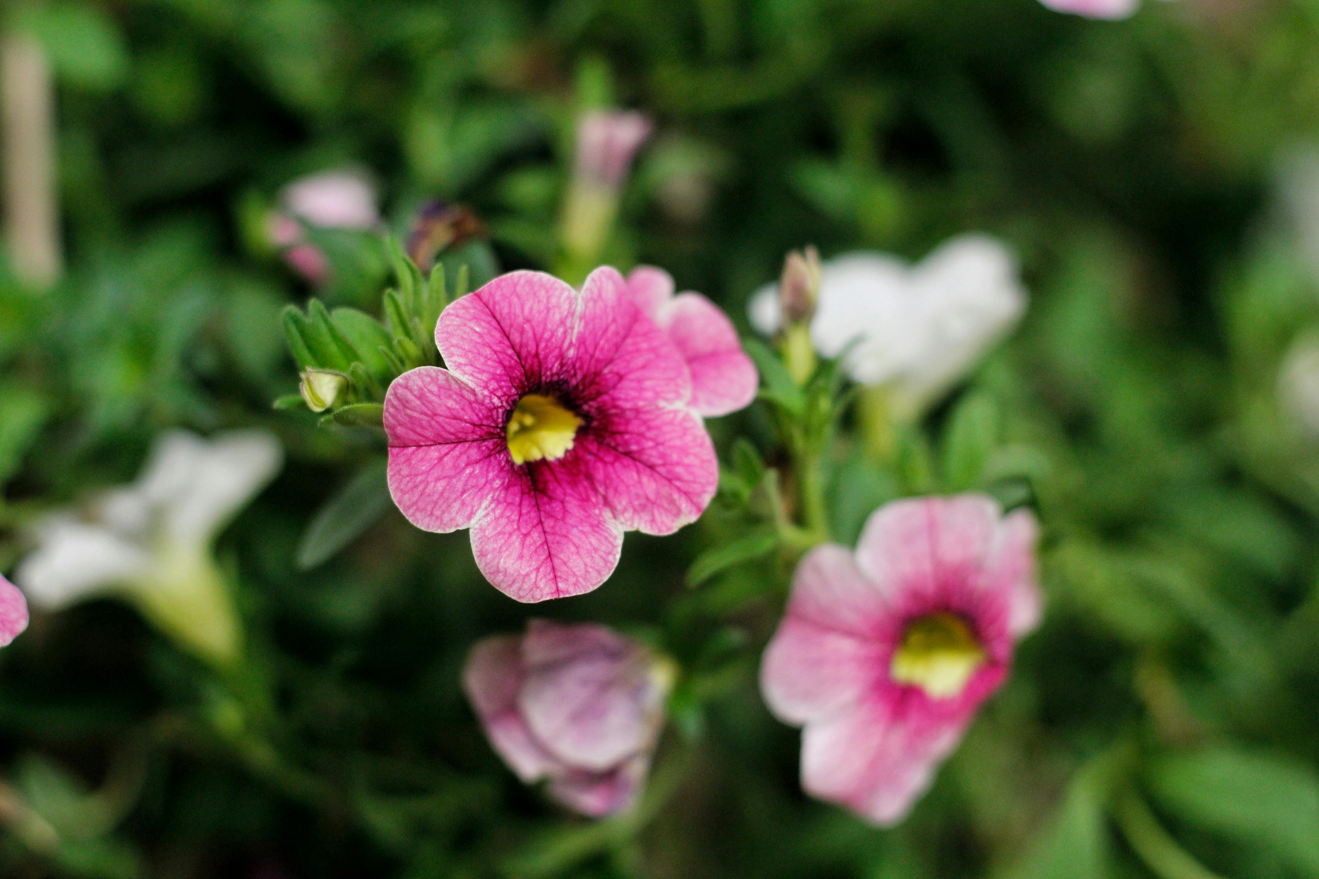 [ColoSach]-vibrant-pink-petunia-flowers-in-bloom,-displaying-intricate-details-and-natural-beauty.