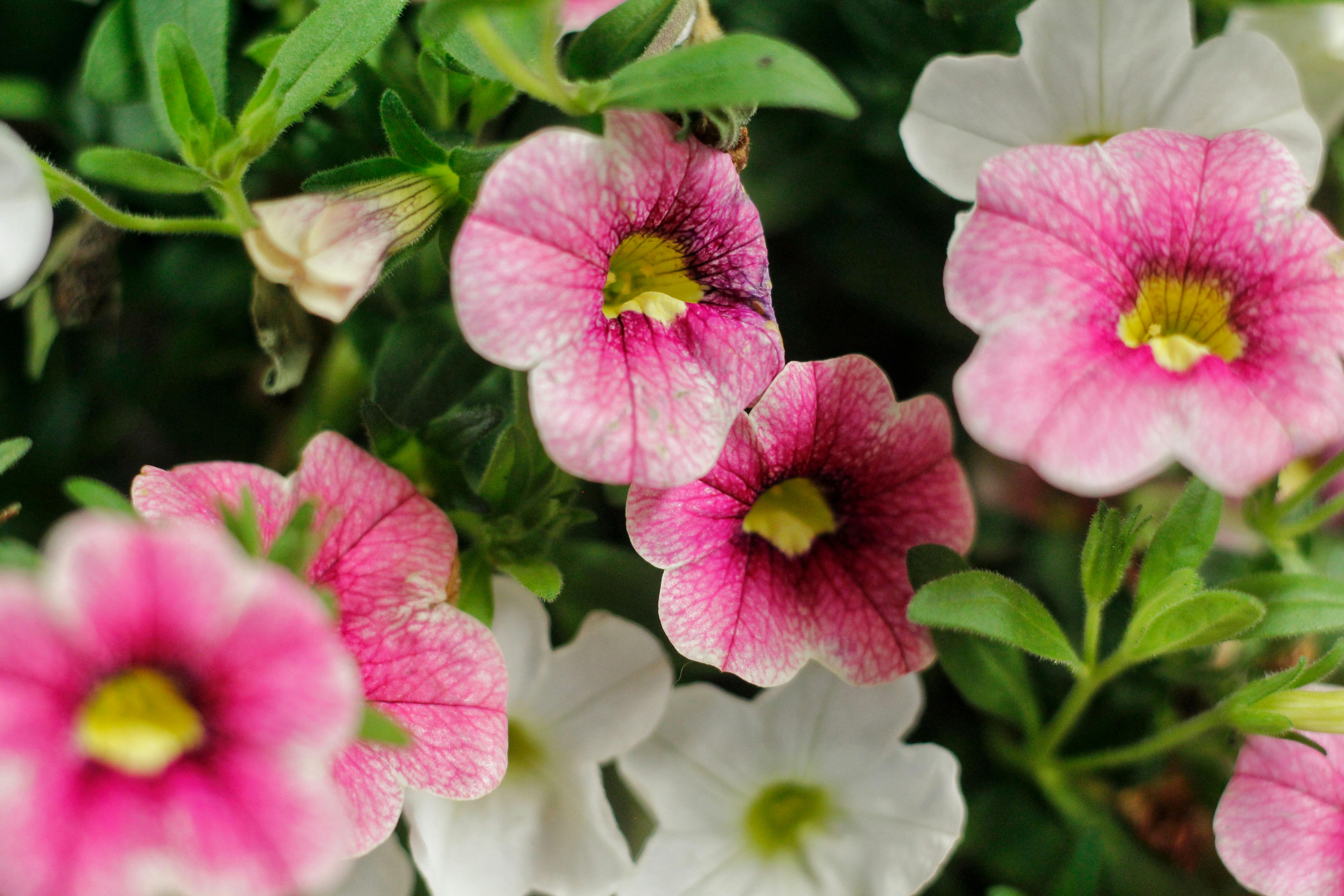 [ColoSach]-close-up-view-of-colorful-petunia-flowers-highlighting-their-vibrant-blooms.