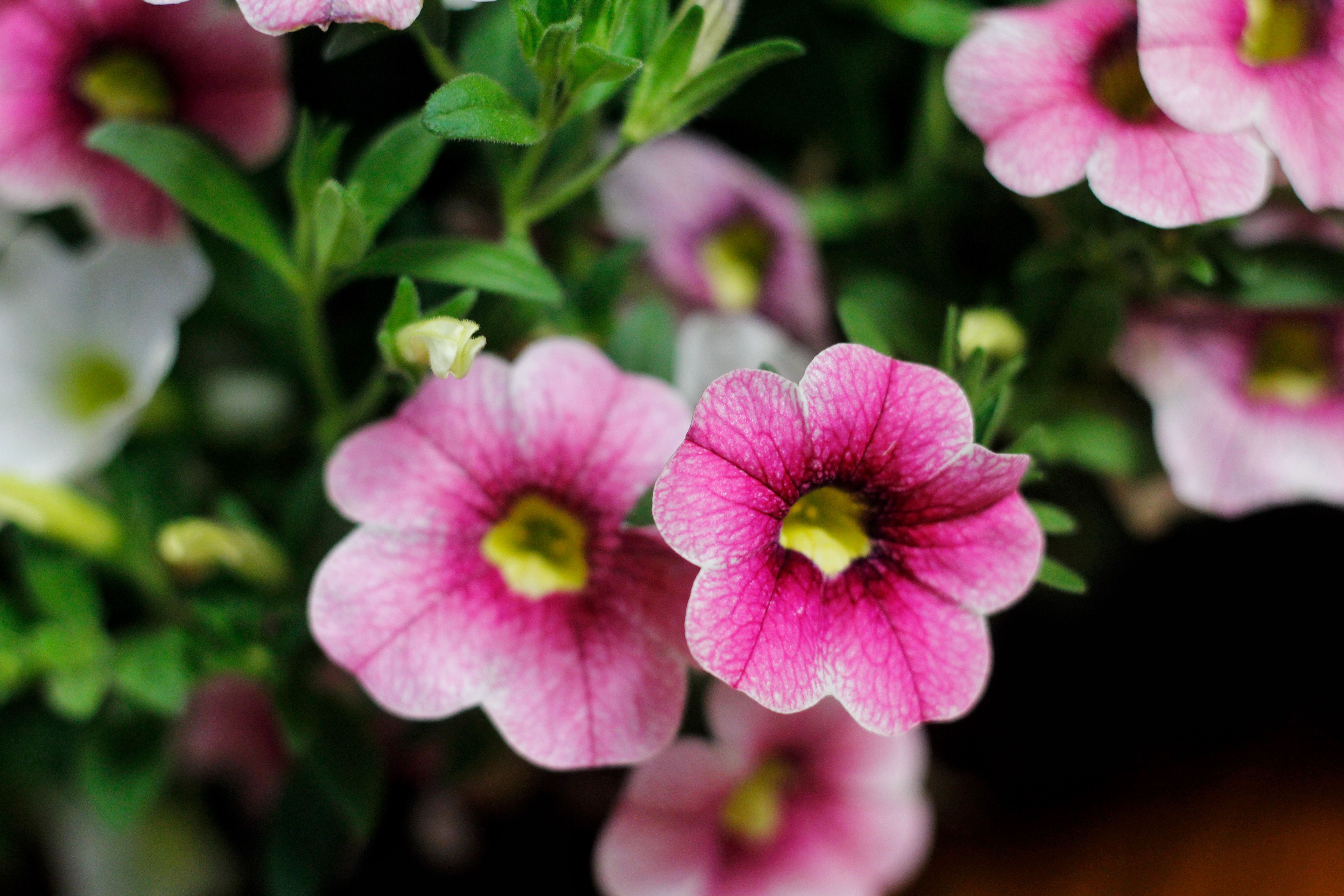 [ColoSach]-bright-pink-petunias-in-full-bloom,-showcasing-vibrant-colors-and-intricate-details.