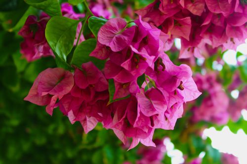 Free Close-up of vibrant pink bougainvillea flowers in full bloom, highlighting their delicate petals and lush green leaves. Stock Photo