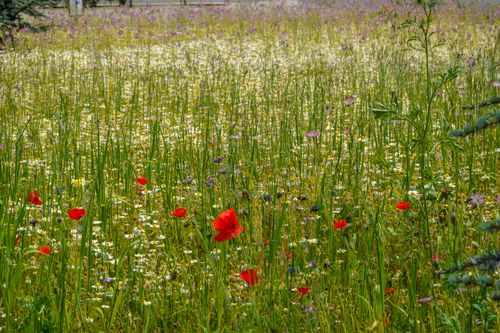 Free A vibrant wildfield with blooming flowers and greenery, capturing the essence of spring. Stock Photo