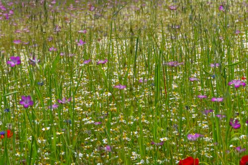 Free A colorful meadow full of wildflowers in bloom during spring, creating a vivid and natural landscape. Stock Photo