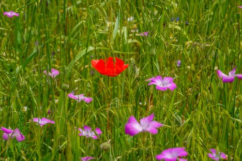 Free A colorful meadow showcasing vibrant red poppies and purple corncockles in summer. Stock Photo