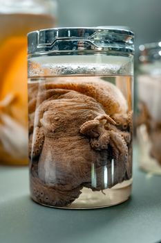 Close-up of a preserved octopus specimen in a glass jar, highlighting details of tentacles and body.