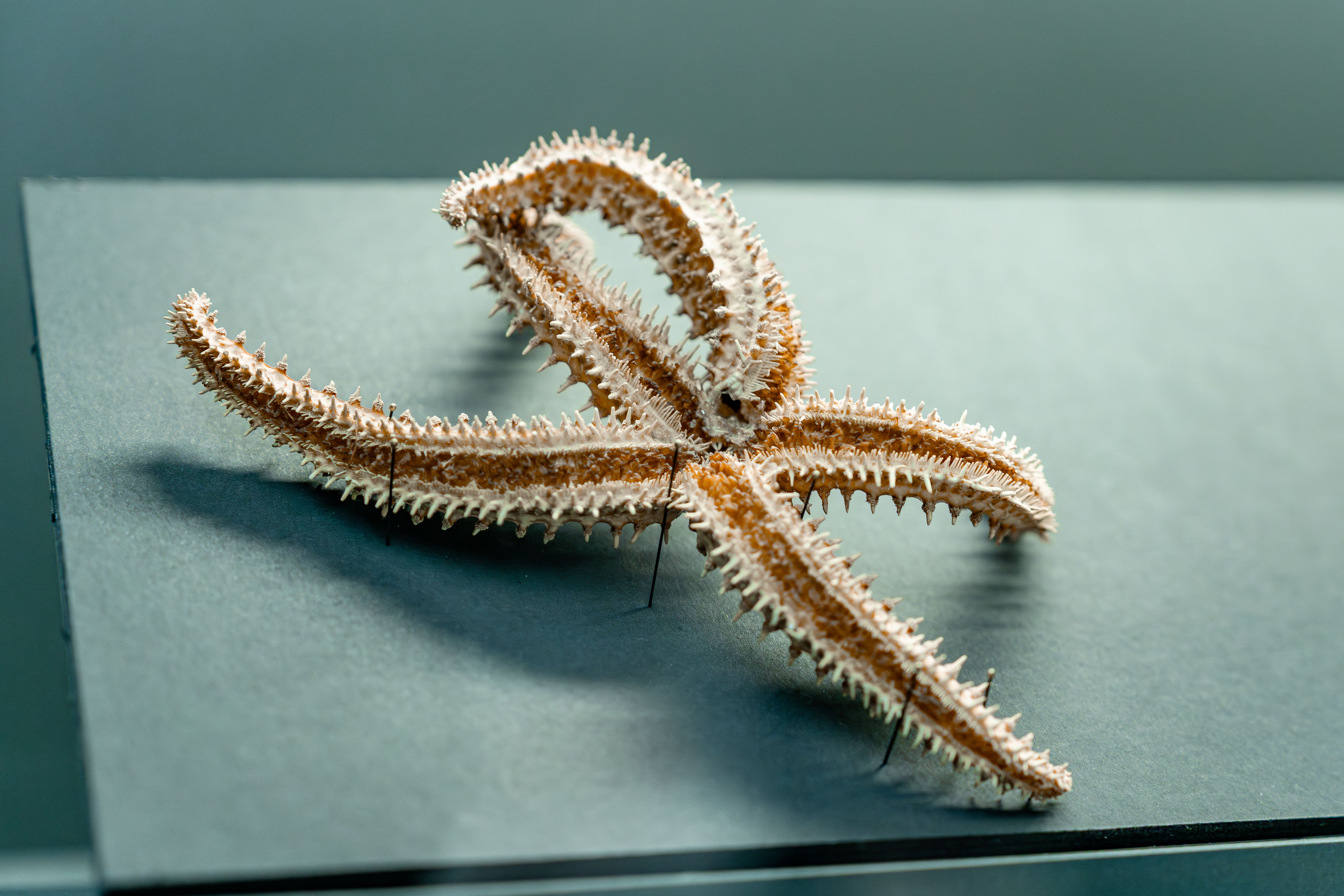 Dried Starfish on Display in Museum Exhibit · Free Stock Photo