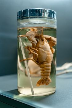 Close-up of a preserved lobster in a jar, showcasing detailed anatomy and scientific preservation.