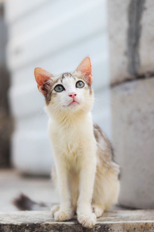 Free Cute young cat with light fur gazing upwards, sitting outdoors. Stock Photo
