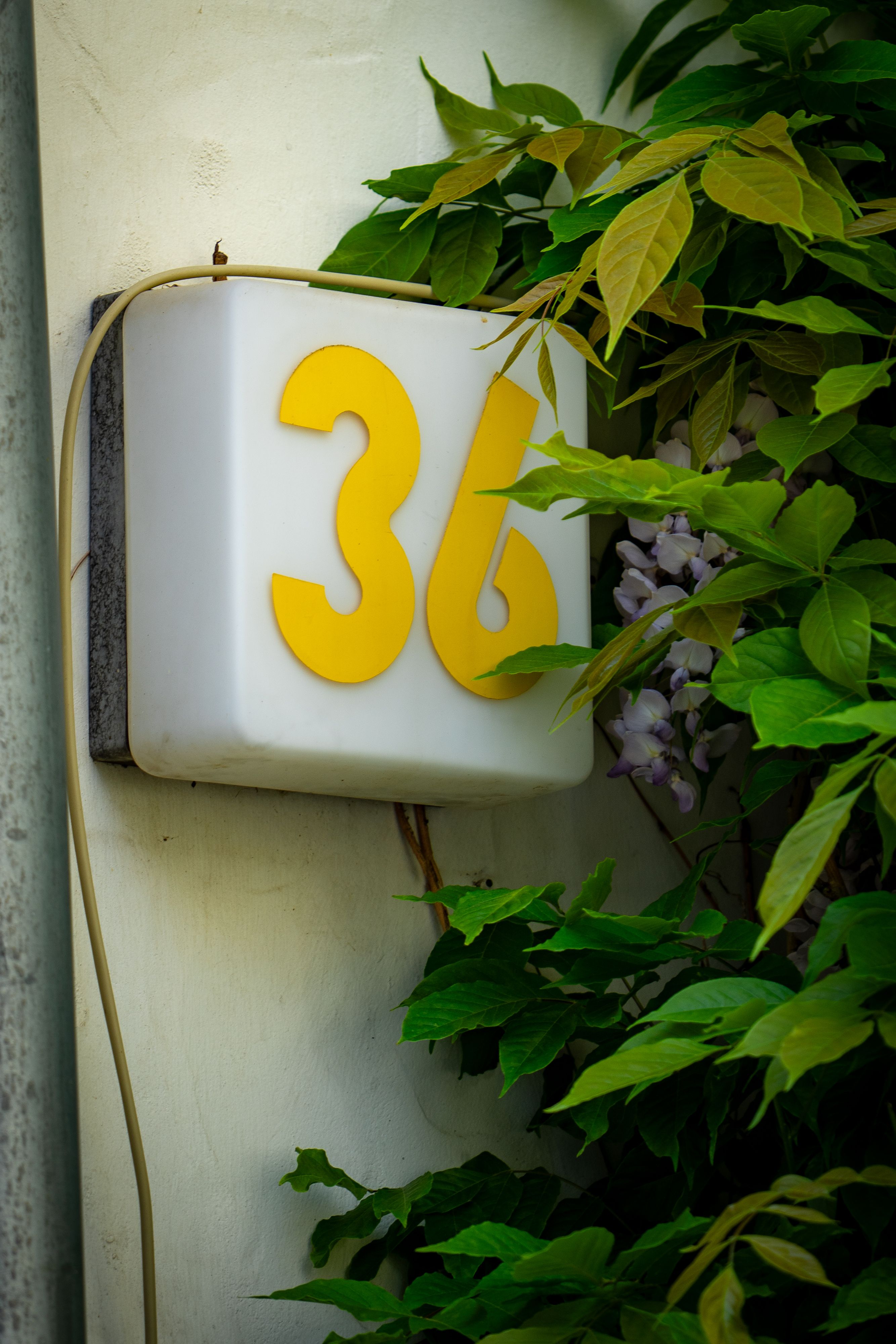 Image of a house number 36 sign encased in leaves, creating a natural look.