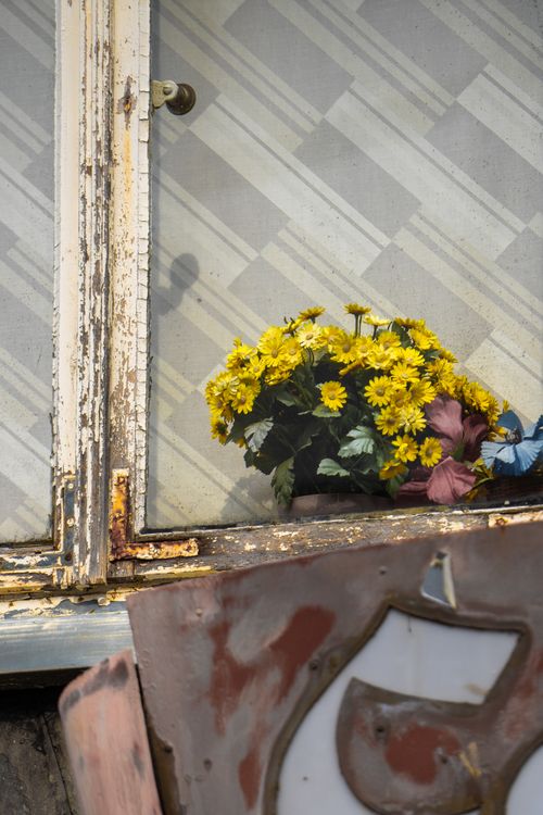 Free A worn, rustic window in Lemgo decorated with vibrant yellow flowers, showcasing urban decay. Stock Photo