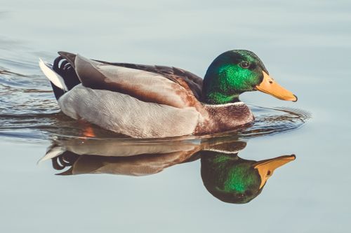 Free A vibrant male mallard duck with a green head glides smoothly on calm water, creating a perfect reflection. Stock Photo