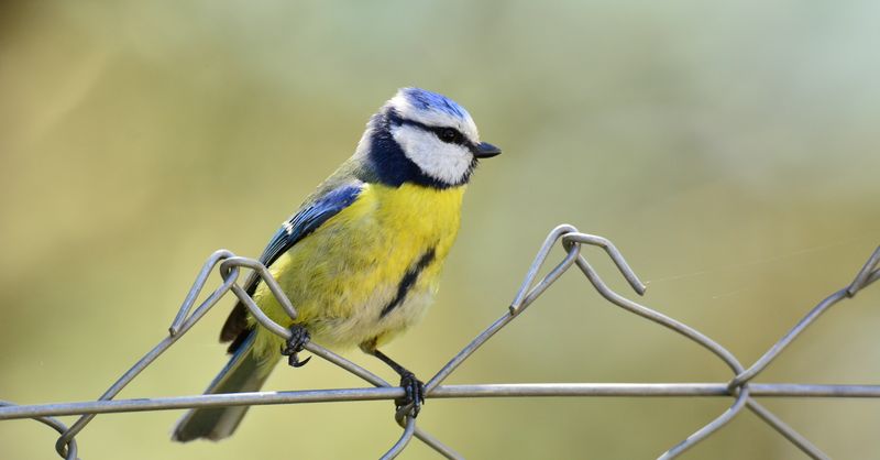 Mésange : Guide complet oiseaux jardin 2026