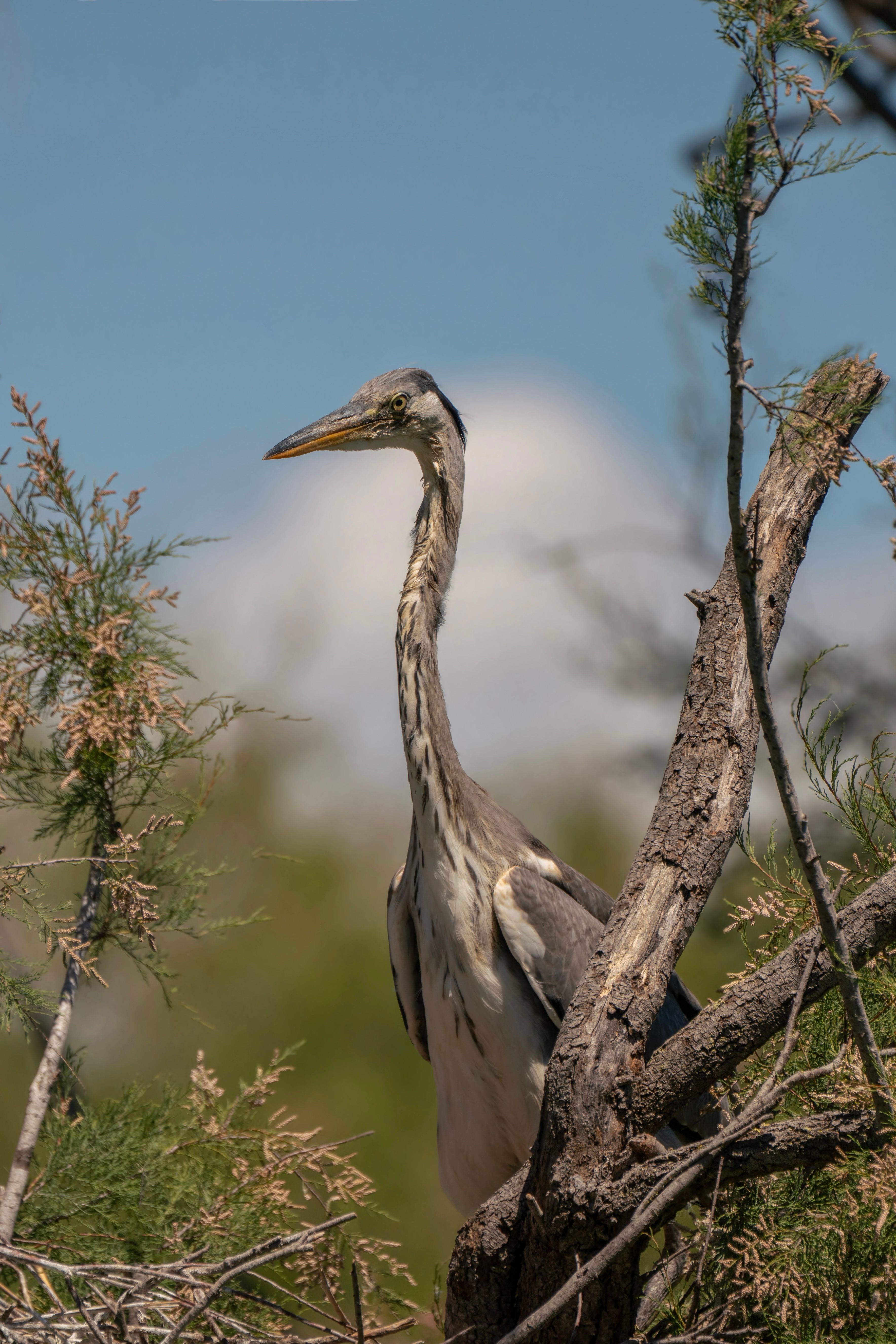 A majestic grey heron perched on a tree branch surrounded by greenery in natural sunlight.