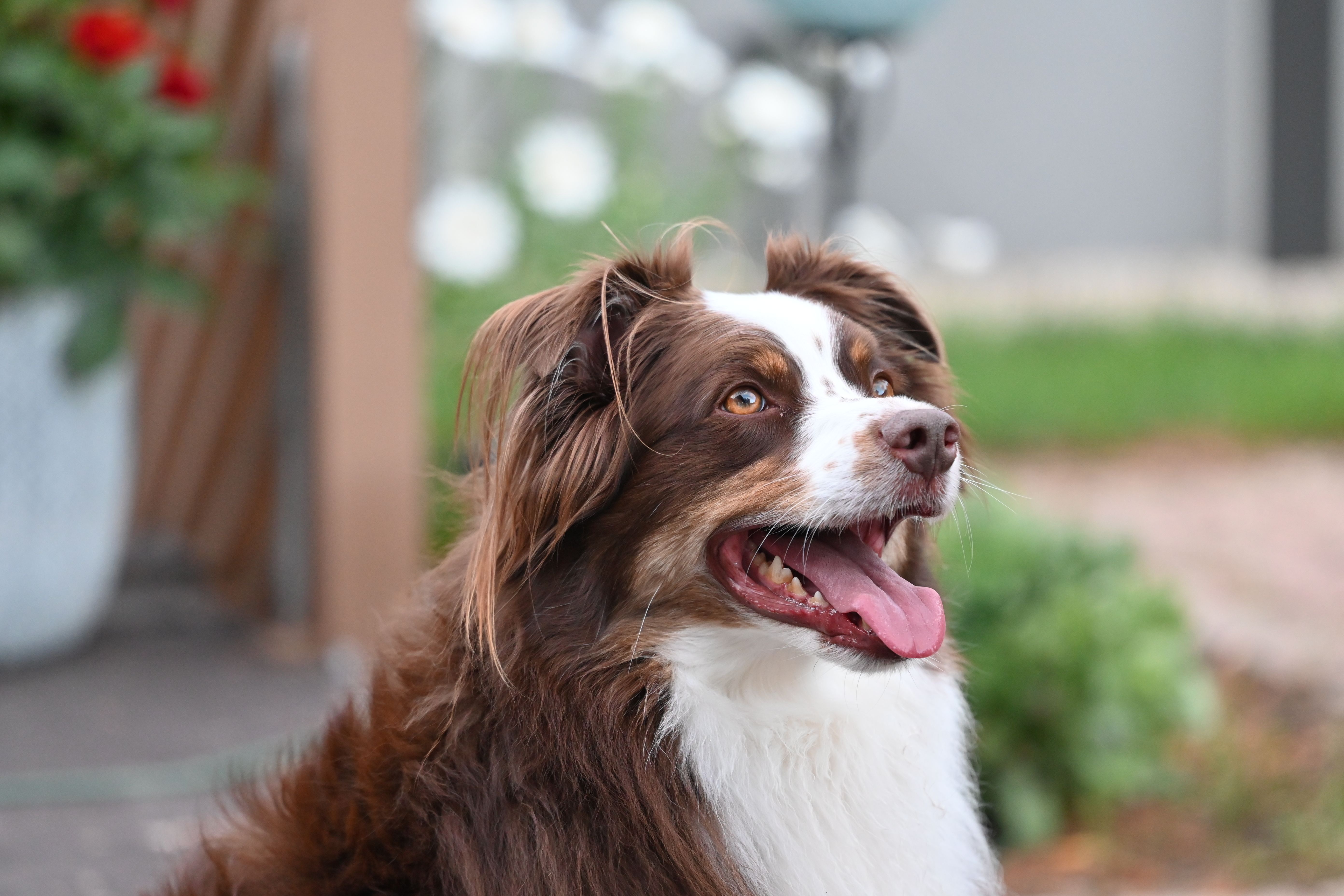 Veterinary care for a dog