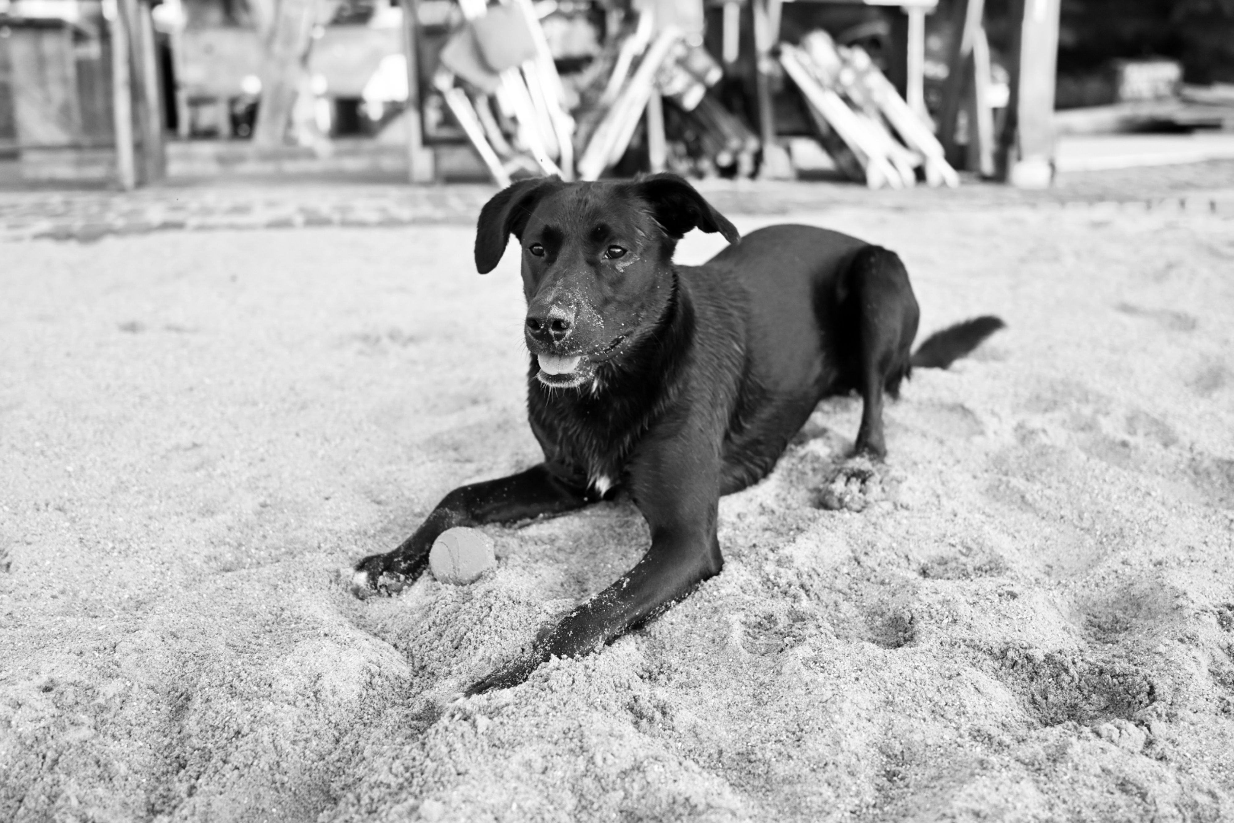 Black Labrador Retriever lying on sand with a ball at the beach. Calm and playful scene.