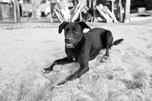 Black Labrador Retriever lying on sand with a ball at the beach. Calm and playful scene.