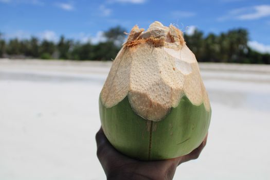 A hand holds a fresh coconut on a pristine beach in Kwale County, Kenya.