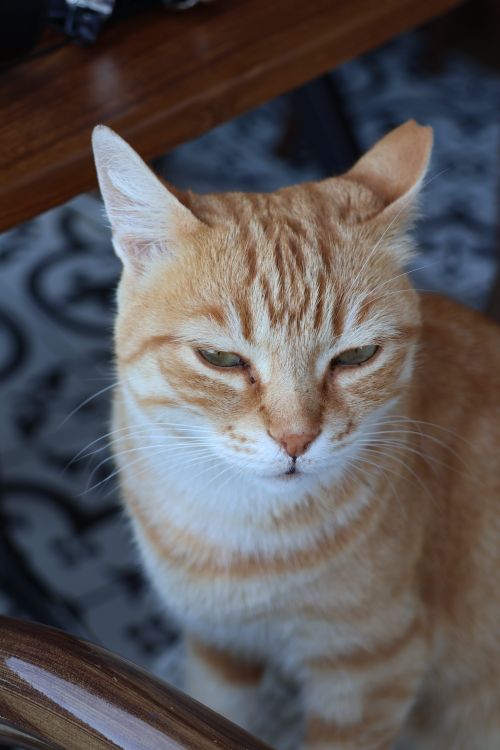 Free An orange tabby cat sitting indoors with a relaxed expression. Stock Photo