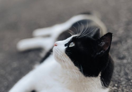 Free A serene black and white cat lying on an outdoor surface, gazing thoughtfully. Stock Photo