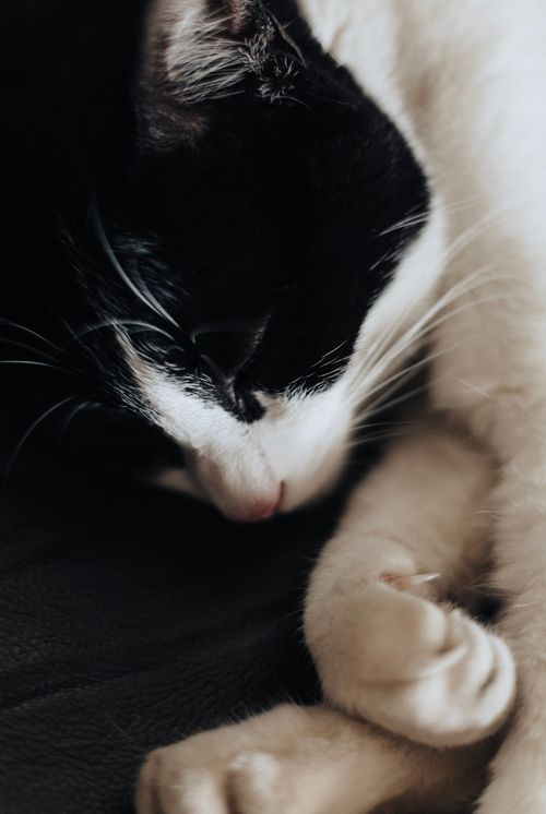 Free Close-up of a black and white cat peacefully sleeping on a soft surface. Stock Photo
