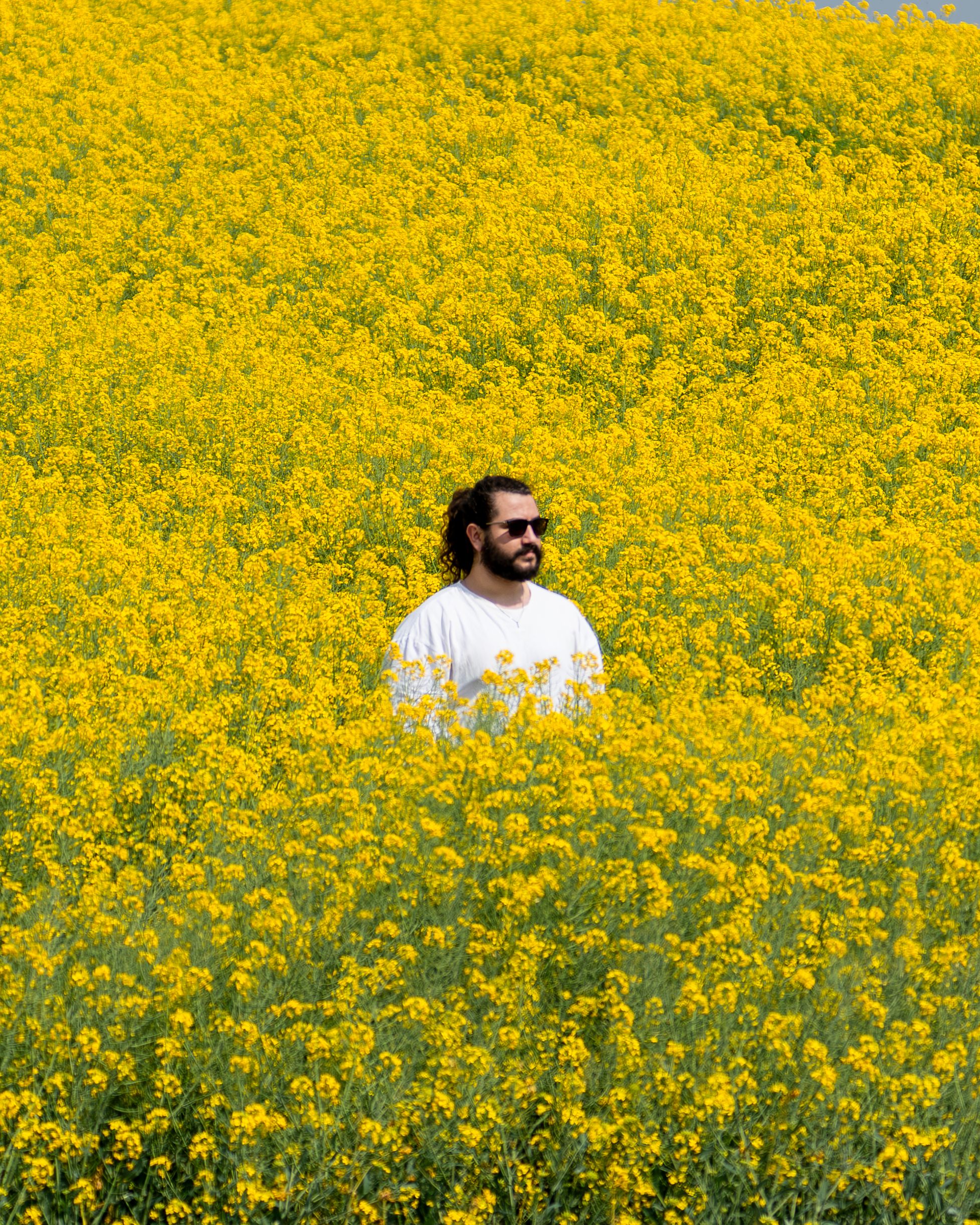 Man in Yellow Flower Field during Spring Day · Free Stock Photo