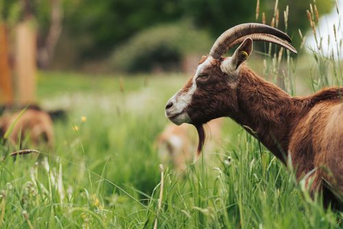 Free A side profile of a brown goat with horns grazing in a lush, green meadow. Stock Photo