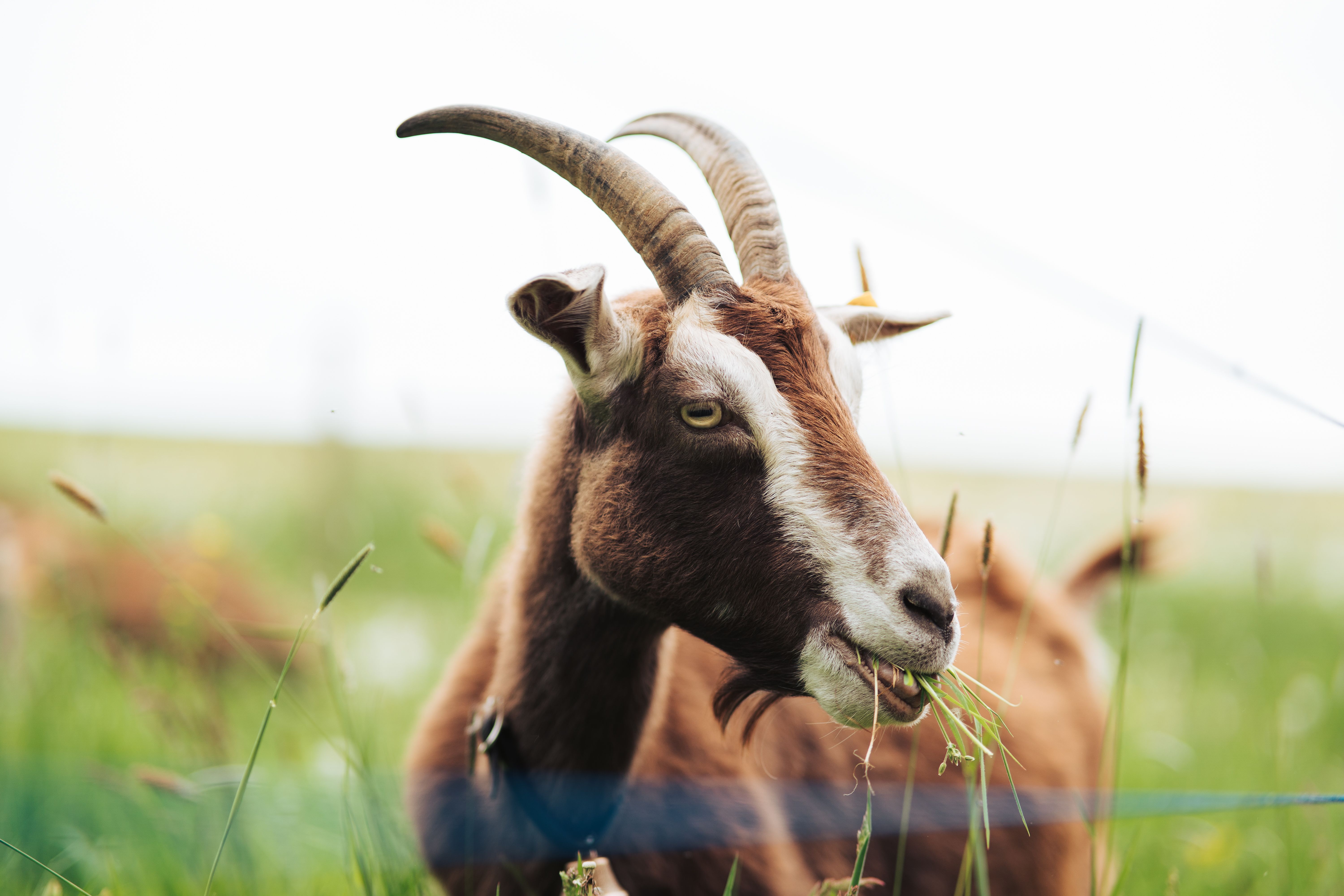 Big Horn Outdoor Adventure Show Giveaway 2026 | Contest Archive — Photo by Benni Fish on Pexels