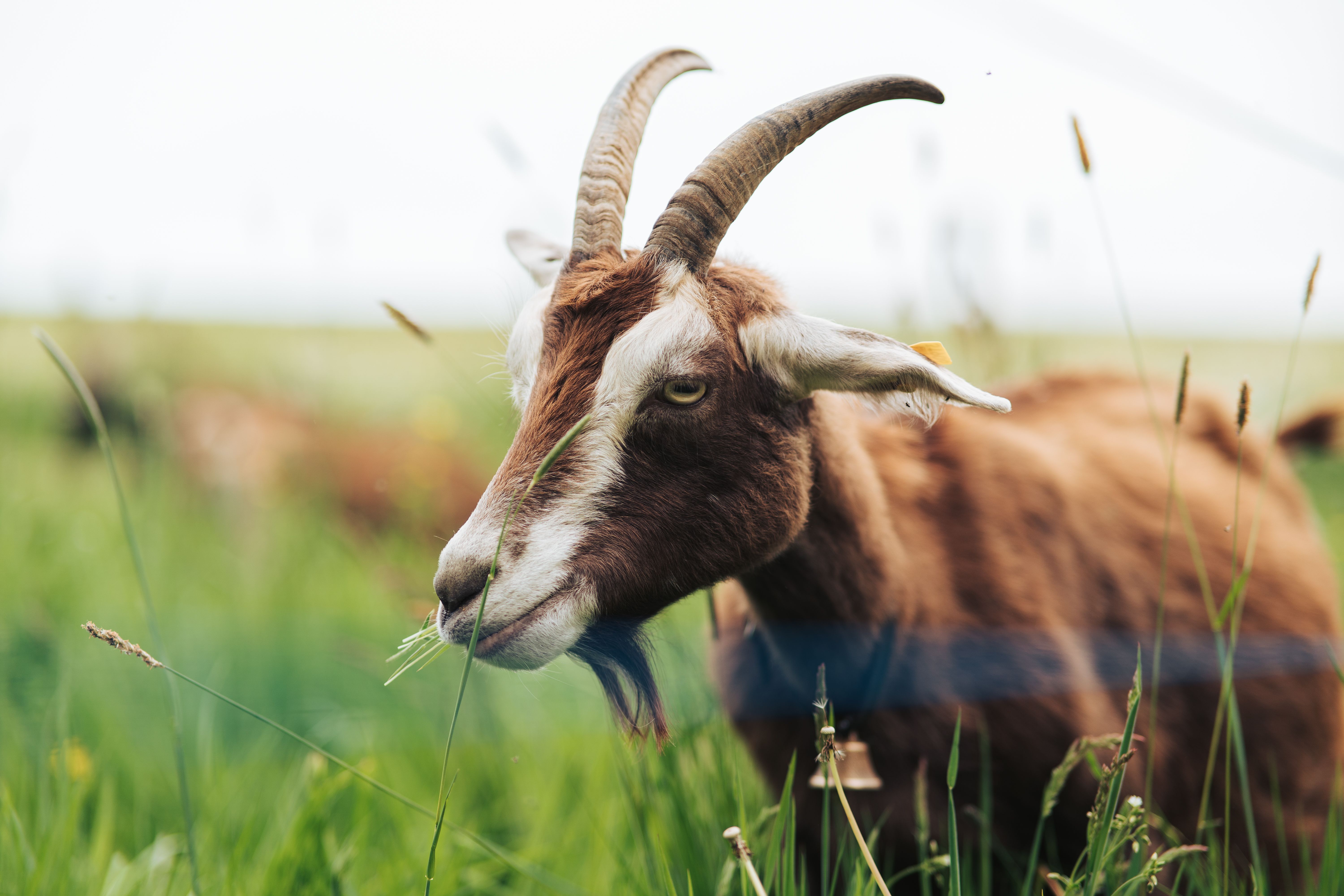 Close-up of a Goat Grazing in a Meadow · Free Stock Photo