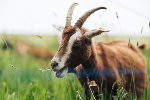 Free A brown goat with horns munching on grass in a lush green meadow during daytime. Stock Photo