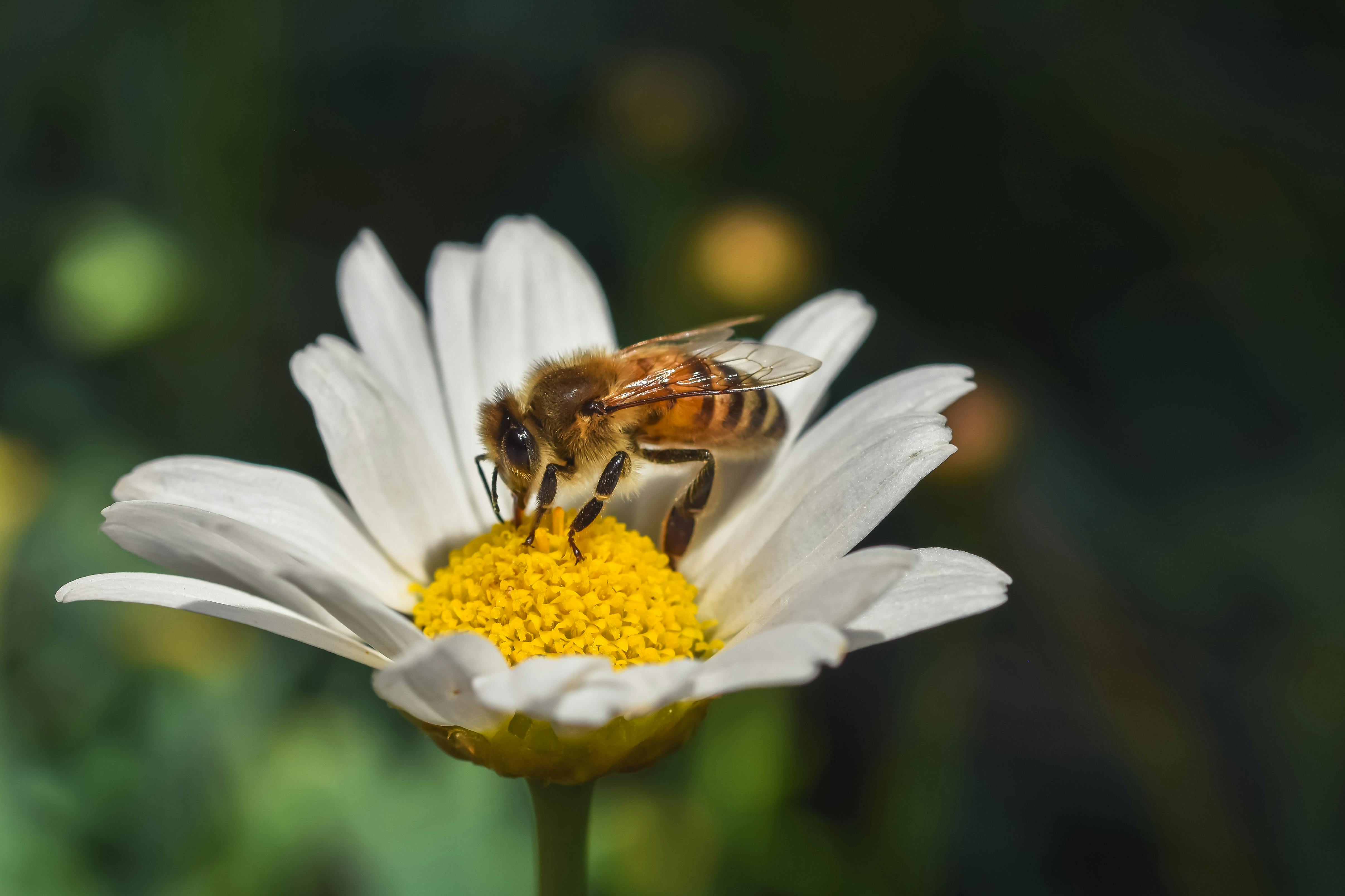 Gratuit Imagine de stoc gratuită din @în aer liber, a închide, agricultură Fotografie de stoc