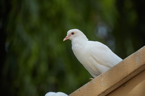 Free Peaceful white dove perched on a ledge, captured in natural outdoor setting. Stock Photo