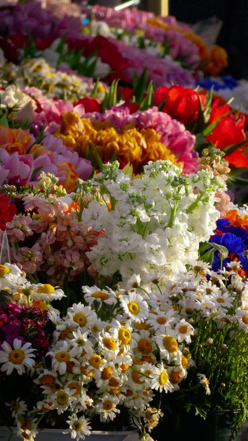 Free Colorful flower display at a market in İstanbul, showcasing daisies and tulips. Stock Photo