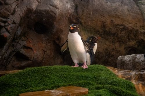 Free Two penguins stand on artificial grass surrounded by rocky environment, capturing zoo life. Stock Photo