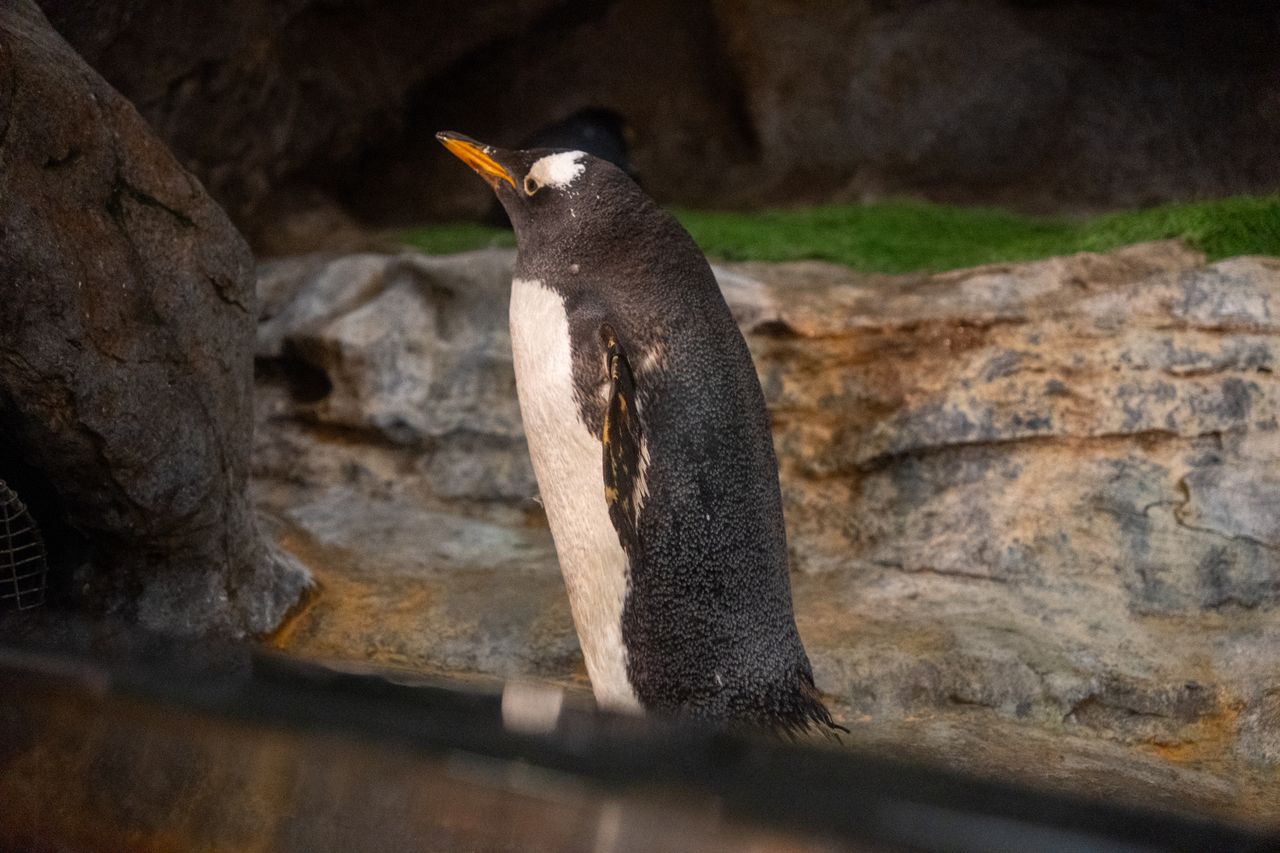 close up of a gentoo penguin standing in a zoo habitat showcasing its