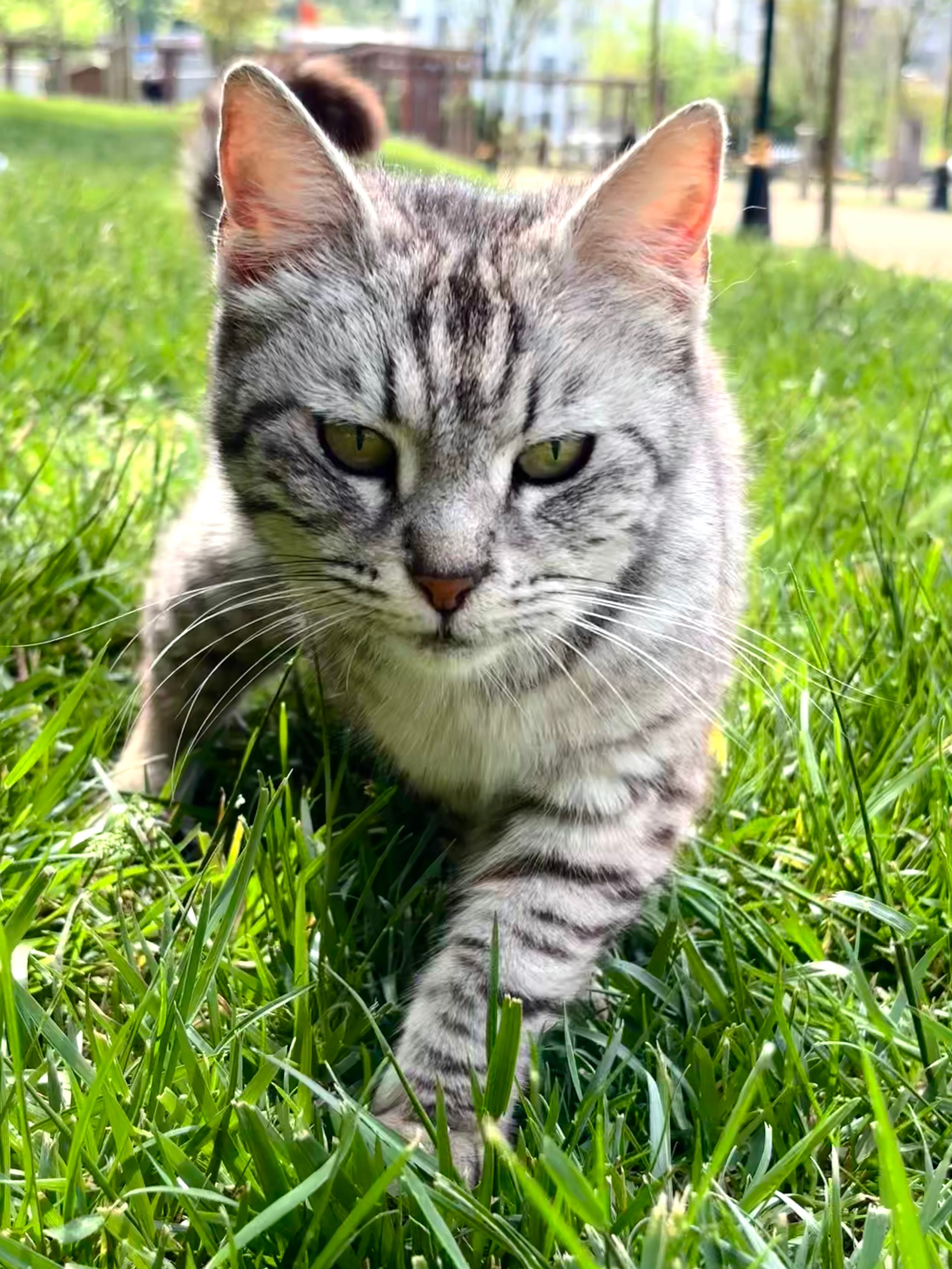 Gray Tabby Cat Strolling on Lush Green Grass · Free Stock Photo